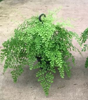 8" Fern Maidenhair Fragrens HB 